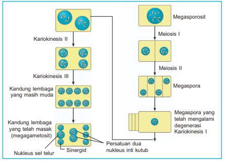 Tumbuhan biji dapat dibedakan menjadi dua subdivisi Proses Mikrosporogenesis dan Megasporogenesis Pada Tumbuhan Biji [Angiospermae]