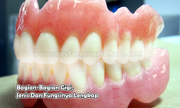 Bagian-Bagian Gigi, Jenis Dan Fungsinya Lengkap