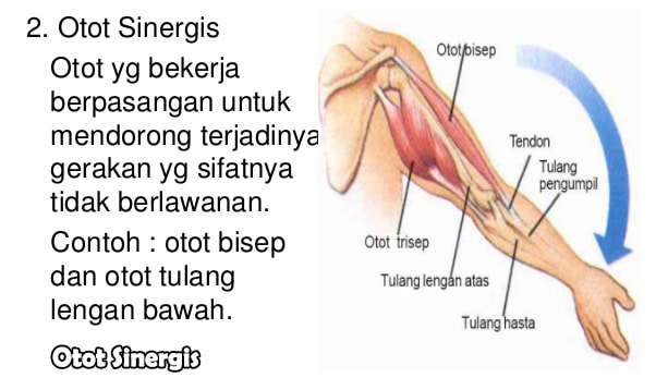 Otot Sinergis