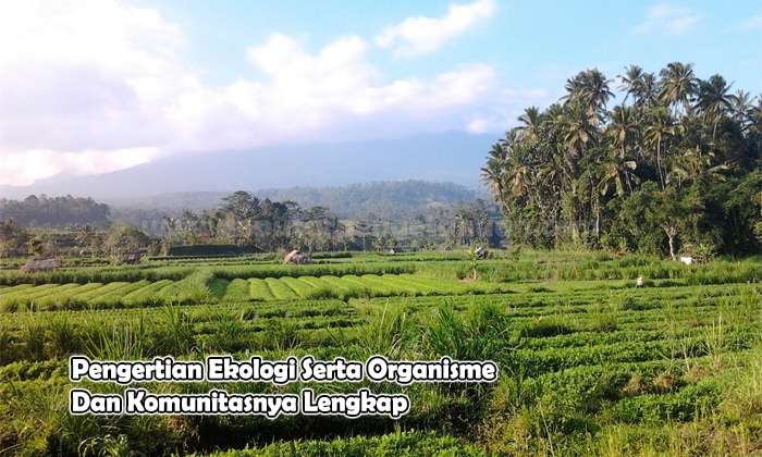 Pengertian Ekologi Serta Organisme Dan Komunitasnya Lengkap 