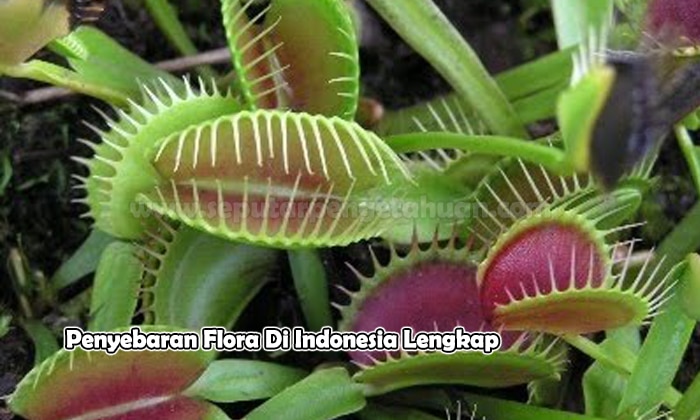 Penyebaran Flora Di Indonesia Lengkap