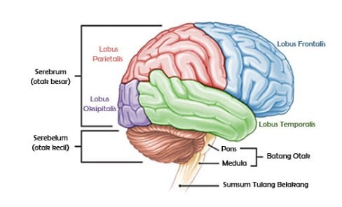 bagian-bagian otak