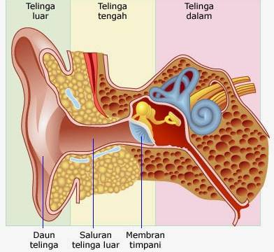 Bagian-Bagian Indera Pendengaran Beserta Fungsi Dan Strukturnya [Lengkap] – Blog Ilmu Pengetahuan