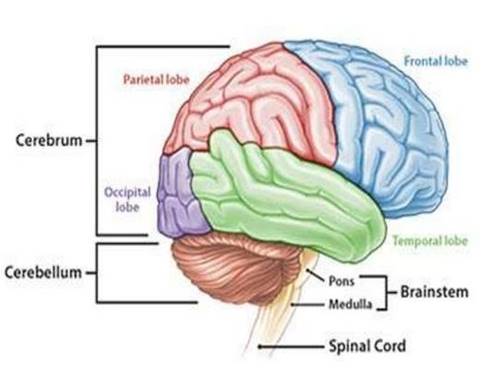 fungsi otak kanan, kiri, tengah, depan, belakang, kecil, besar