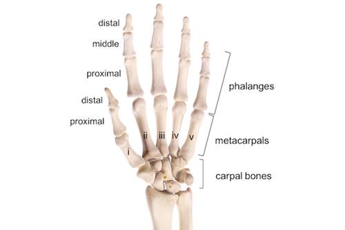 fungsi tulang telapak tangan