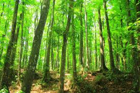  Puisi hutan merupakan puisi  yang membicarakan tentang hutan dan berbagai hal berkaitan d 18 Puisi Tentang HUTAN  Indonesia 2 Bait, 3 Bait, Untuk Anak Sekolah