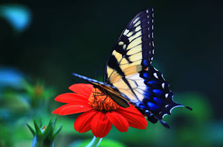 kupu merupakan salah satu hewan yang sangat indah 20 Puisi Kupu-Kupu Warna Biru Yang Lucu Untuk Anak-Anak SD