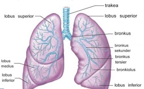 sistem pernapasan manusia paru paru
