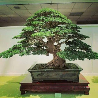  begini cara menanam dongkelan serut agar tumbuh baik untuk di bonsai Begini Cara Menanam Dongkelan Serut Agar Tumbuh Baik Untuk di Bonsai