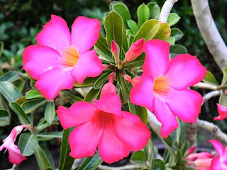  Tanaman hias merupakan tumbuhan yang memiliki bunga Daftar 10 Tanaman Hias Paling Populer Di Indonesia