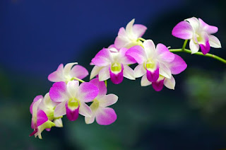  Tanaman hias merupakan tumbuhan yang memiliki bunga Daftar 10 Tanaman Hias Paling Populer Di Indonesia