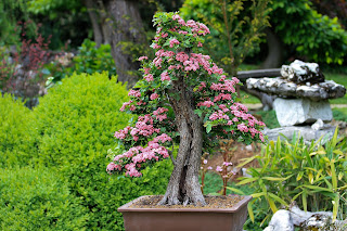 lantana adalah pohon atau tanaman perdu yang biasanya banyak di temukan di kebun Mengenal bahan bonsai dan tanaman hias Lantana, tembelekan atau saliran.