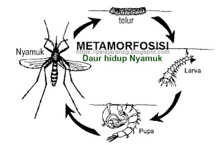 cg ilmu pengetahuan alam  PELAJARAN IPA 4 SD/MI: MATERI DAUR ULANG MAHLUK HIDUP (METAMORFOSIS)