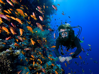 Jika anda yang memiliki lisensi menyelam pastinya sangat menyenangkan karna bisa melakukan 7 Tempat Diving Terbaik Dunia yang ada di Indonesia