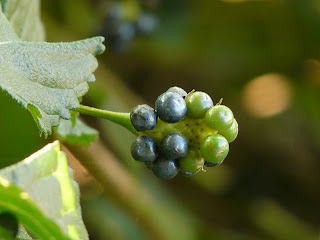 lantana adalah pohon atau tanaman perdu yang biasanya banyak di temukan di kebun Mengenal bahan bonsai dan tanaman hias Lantana, tembelekan atau saliran.