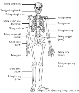 MI kita akan pelajari materi terkait Organ Tubuh Manusia dan Fungsinya MEMPELAJARI ORGAN TUBUH MANUSIA DAN FUNGSINYA