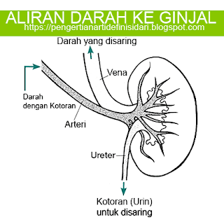 Yang dimaksud dengan ginjal dan apa saja fungsinya adalah APA YANG DIMAKSUD DENGAN GINJAL DAN APA FUNGSINYA