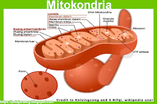  Mitokondria dari sel otot jantung tikus APA ITU MITOKONDRIA?