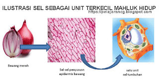  Berdasarkan jumlah inti selnya terdapat dua jenis sel MACAM-MACAM JENIS INTI SEL