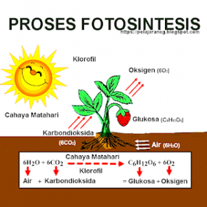 Apa Yang Dimaksud Dengan Fotosintesis? – Blog Ilmu Pengetahuan