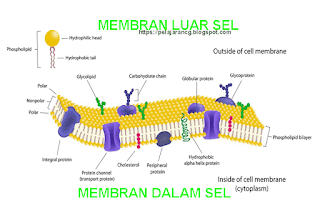  Mari pelajari struktur membran sel dengan bagian penting dalam materi Mapel Biologi di bl FUNGSI DAN STRUKTUR MEMBRAN SEL