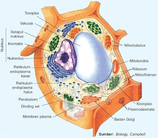  Pelajari tentang banyak struktur berbeda yang membentuk sel tumbuhan serta apa yang membe PELAJARI STRUKTUR DAN FUNGSI SEL TUMBUHAN