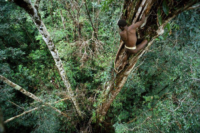  Tidak hanya terkenal dengan kekayaan flora dan fauna Rumah Pohon Suku Korowai di Papua