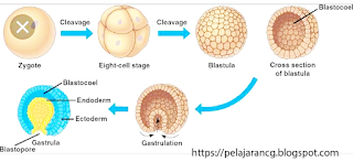  Yang membedakan antara blastula dan morula berkaitan dengan tahap perkembangan telur yang PERBEDAAN ANTARA BLASTULA DAN MORULA