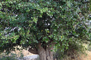  begini cara menanam dongkelan serut agar tumbuh baik untuk di bonsai Begini Cara Menanam Dongkelan Serut Agar Tumbuh Baik Untuk di Bonsai