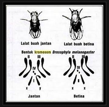 e. Diketahui: jumlah kromosom lalat buah (Drosophila) (2n) = 8. Tentukan jumlah kromosom pada sel tubuh<br />(somatis) & sel gamet (sperma & ovum) serta tuliskan formula kromosomnya!<br />f. Pada insan & lalat buah, kromosom nomor berapakah yg membedakan jantan dgn betina?​” title=”e. Diketahui: jumlah kromosom lalat buah (Drosophila) (2n) = 8. Tentukan jumlah kromosom pada sel tubuh<br />(somatis) & sel gamet (sperma & ovum) serta tuliskan formula kromosomnya!<br />f. Pada manusia & lalat buah, kromosom nomor berapakah yg membedakan jantan dgn betina?​”/> </p>
<p></p>
<h2><span class=