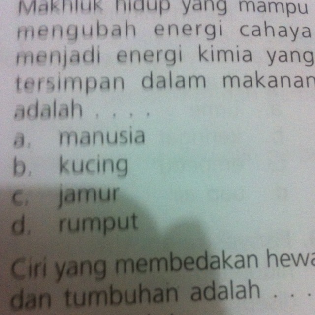 Apakah kucing termasuk makhluk hidup yg mampu mengubah energi cahaya menjadi energi kimia yg tersimpan dlm makanan?