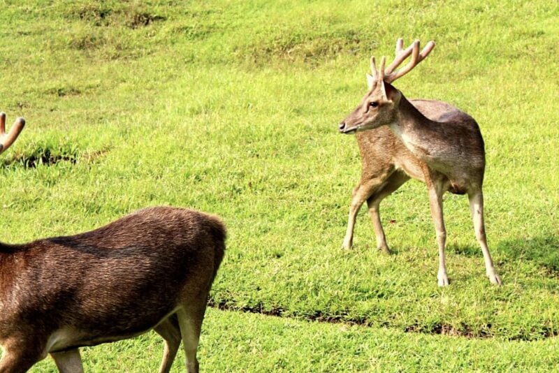 Taman Wisata Rusa