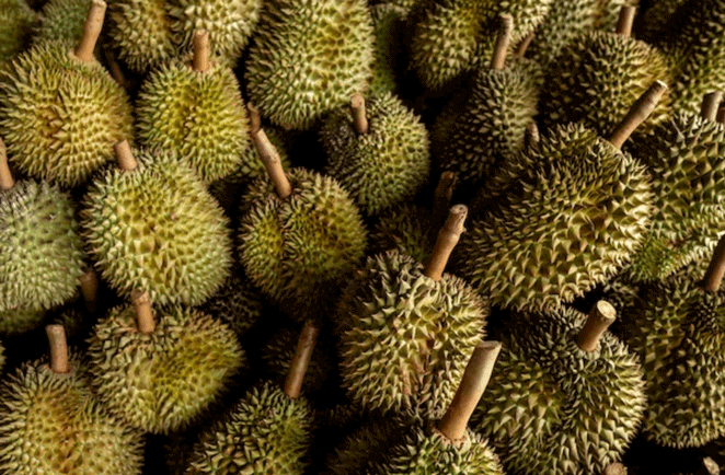 Ukuran & Bentuk durian