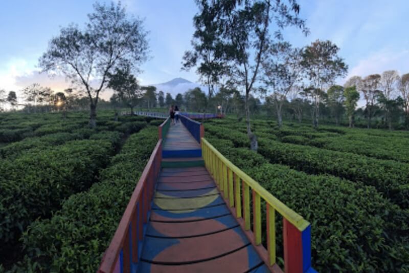 Kebun Teh Wonosari