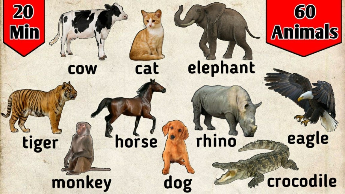 Belajar bahasa Inggris  Nama binatang dalam bahasa Inggris  animals for  kids