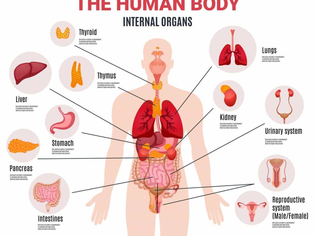 Ini Sistem Organ Tubuh Manusia, Penjelasan dan Fungsinya