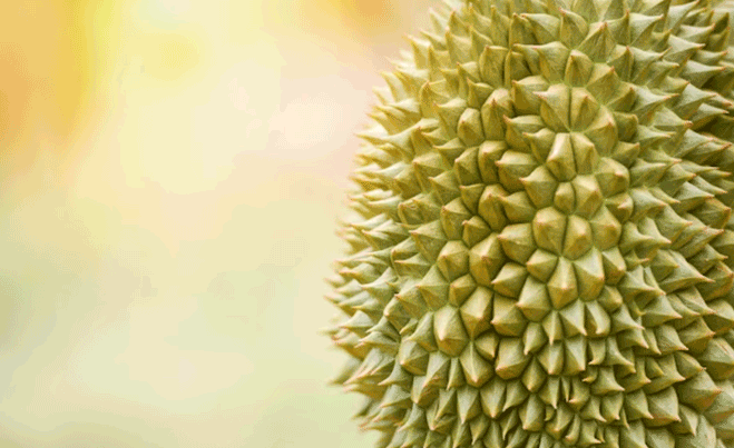 kulit durian