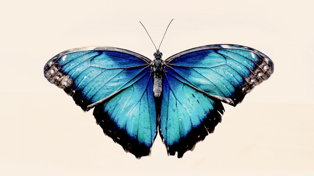 Managing the Social Butterfly in Your Office