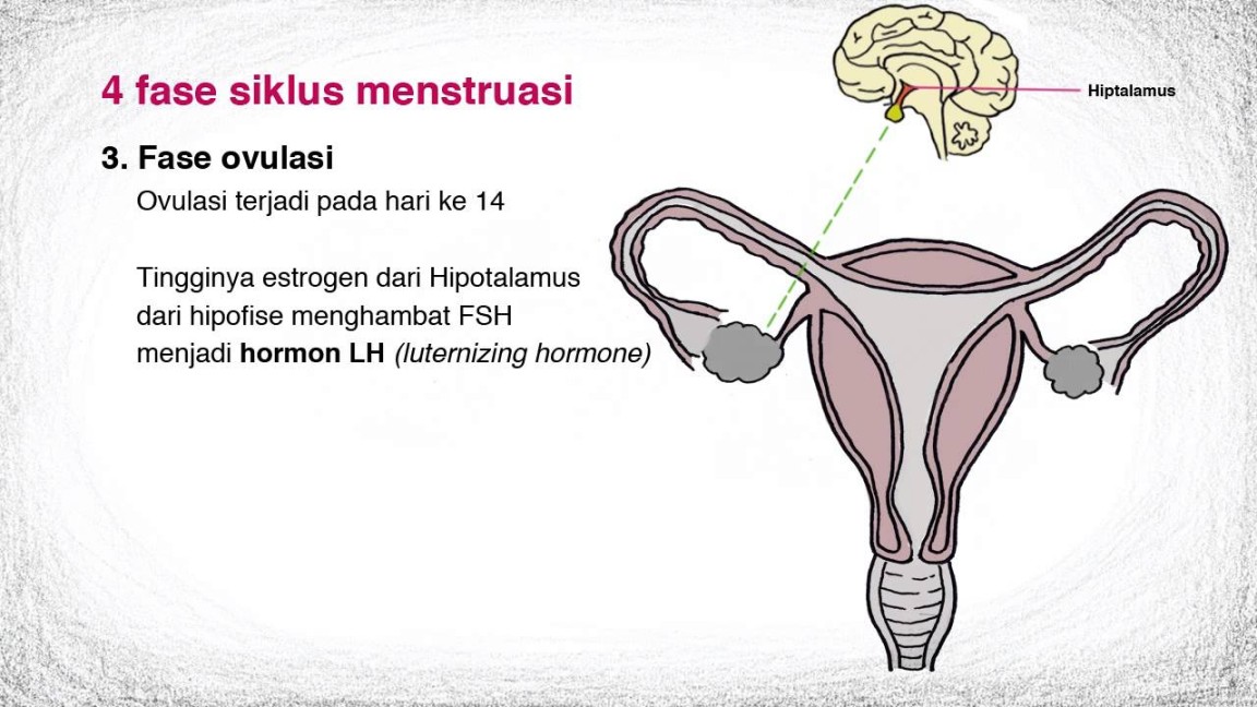 Materi IPA Kelas  Siklus Menstruasi Pada Perempuan » maglearning