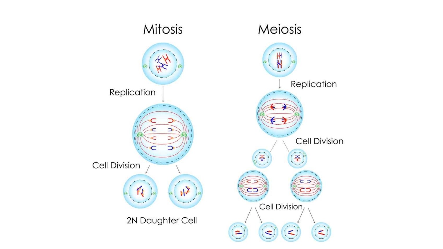 Materi Kelas  Tentang Pembelahan Sel Meiosis dan Mitosis