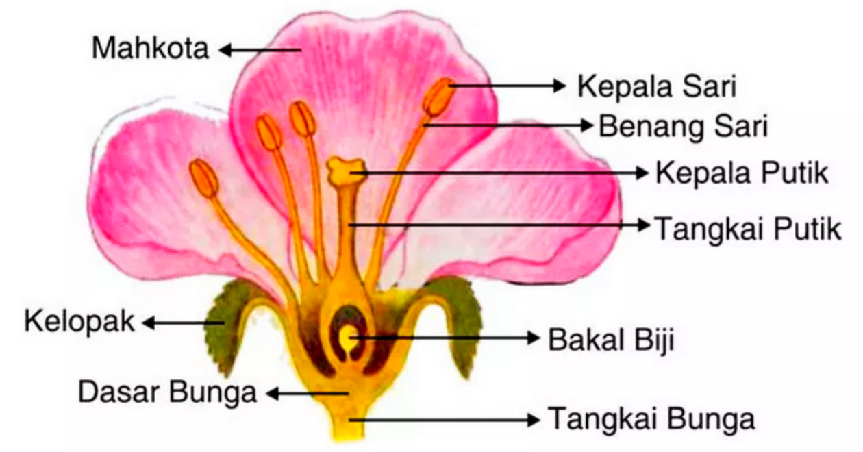 Memahami Ragam Proses Penyerbukan pada Bunga - Varia Katadata.co