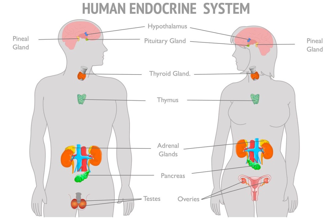 Mengenal Sistem Endokrin dan Zat yang Dihasilkan Tiap Organ