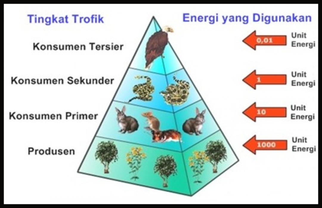 Pengertian dan Contoh Piramida Makanan - RumusHitung