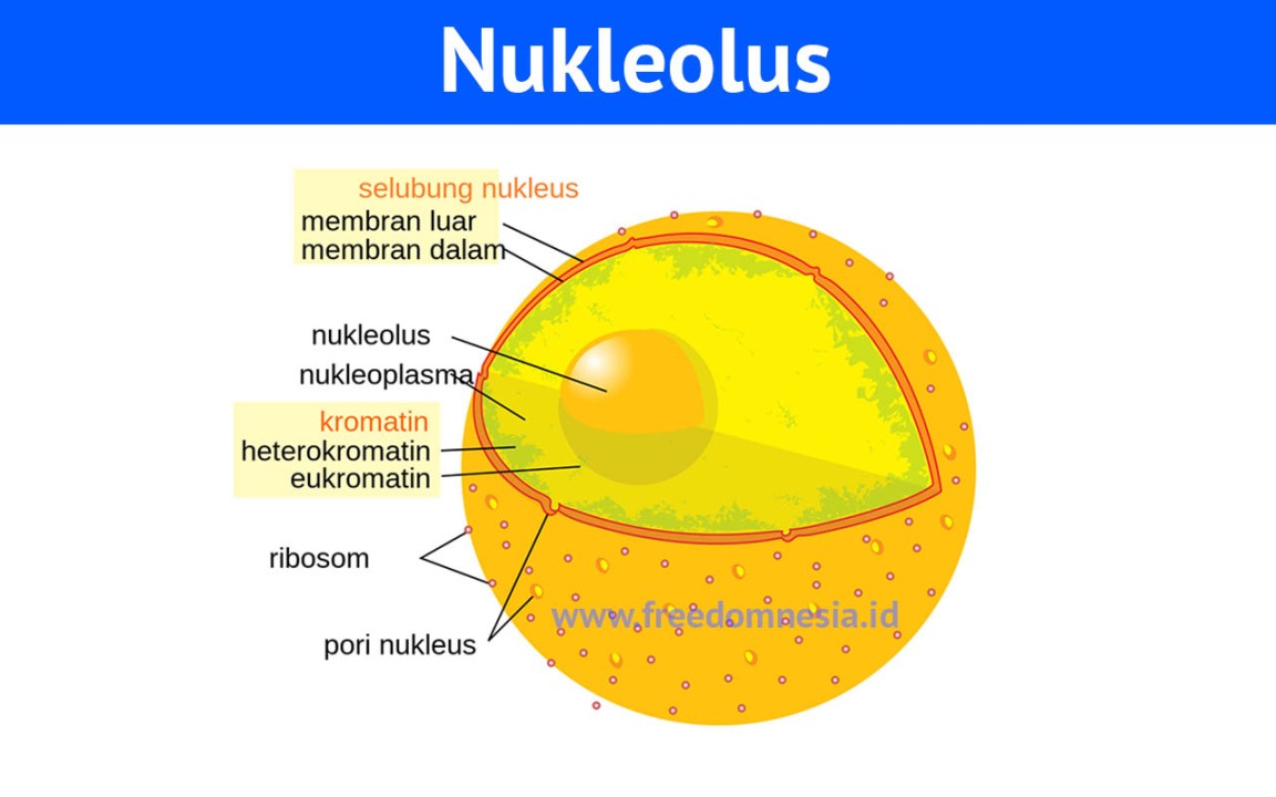 Pengertian dan Fungsi Nukleus Pada Tumbuhan - Gramedia Literasi
