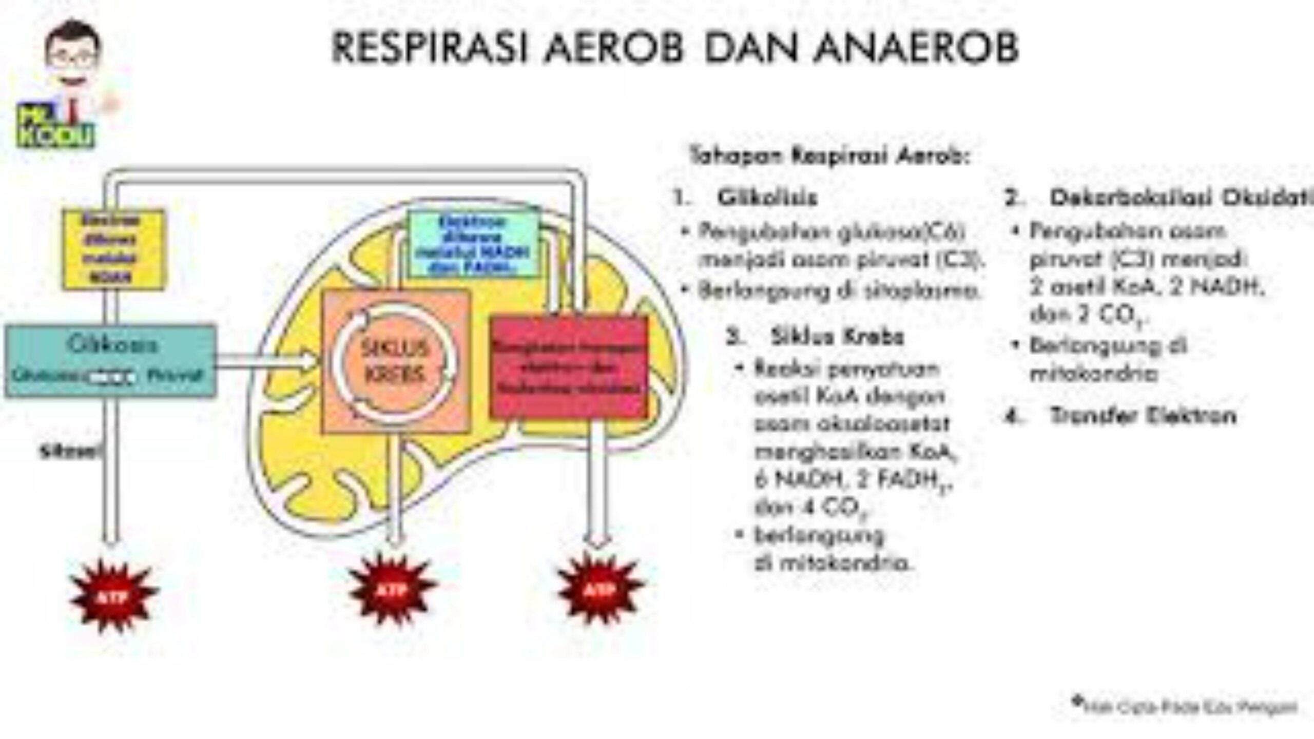 Perbedaan Respirasi Aerob dan Anaerob dan Tahapan Respirasi Aerob