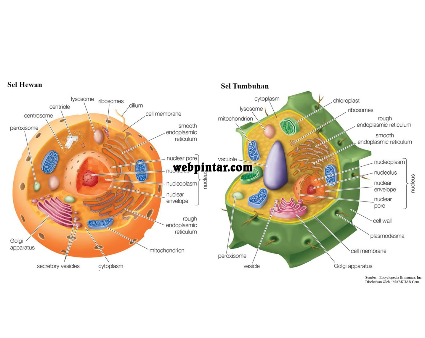 √ Perbedaan Sel Hewan dan Tumbuhan  WebPintar