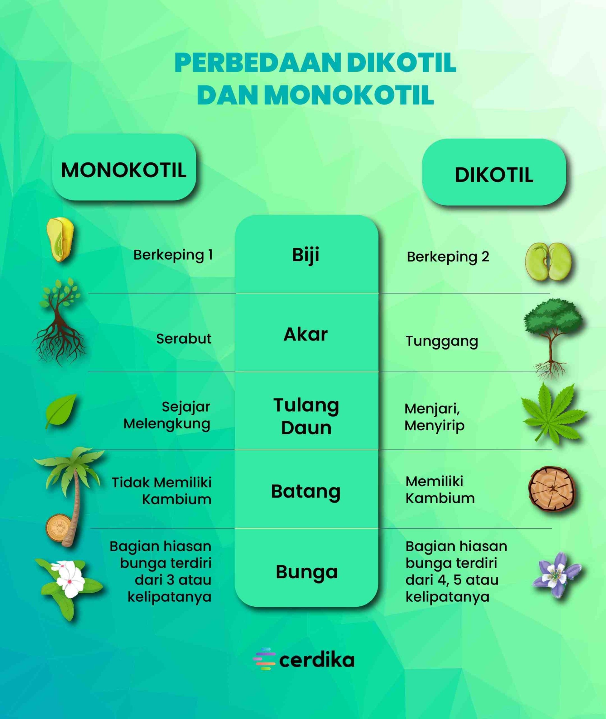 + Perbedaan Tumbuhan Dikotil dan Monokotil!