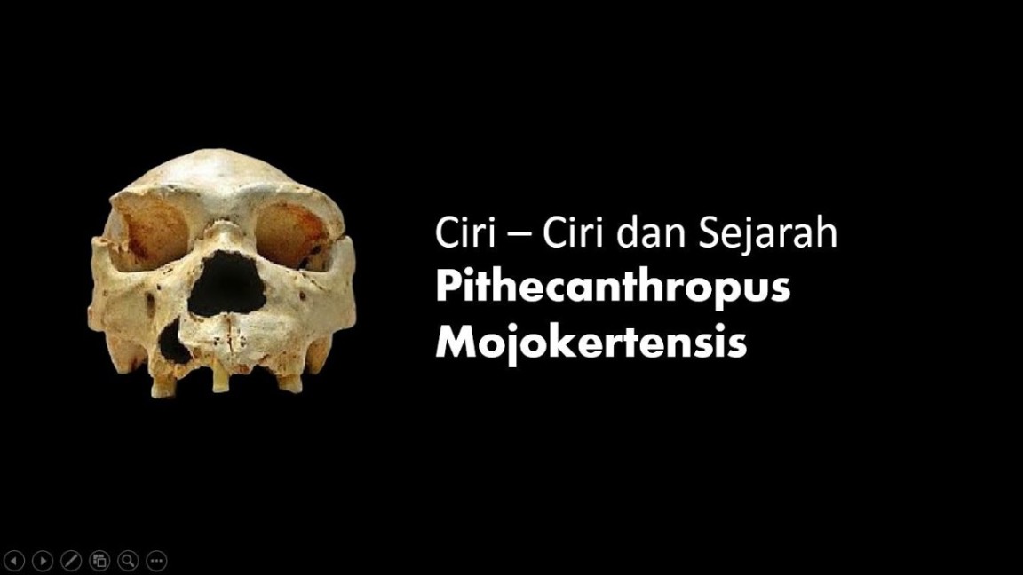 Pithecanthropus Mojokertensis : Sejarah, Ciri dan Penemunya