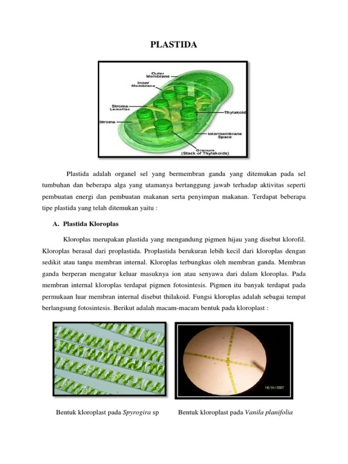 Plastid A  PDF