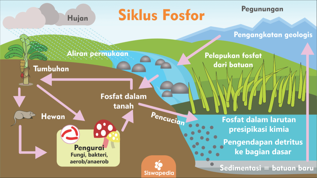 Proses Terjadinya Daur Fosfor Beserta Gambarnya  Siswapedia